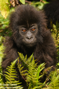 MOUNTAIN GORILLAS OF RWANDA
